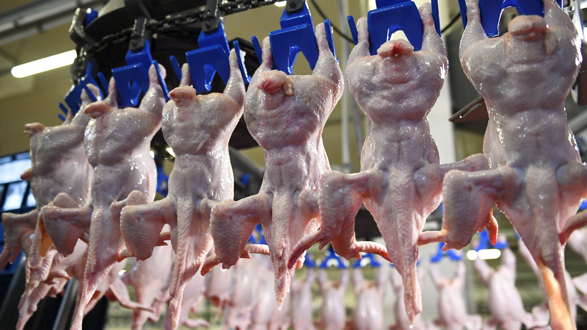 Measuring Poultry Meat Color